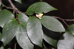 Orophea uniflora